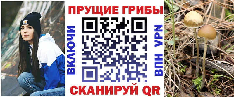 Псилоцибиновые грибы Psilocybine cubensis  kraken ТОР  Покров 